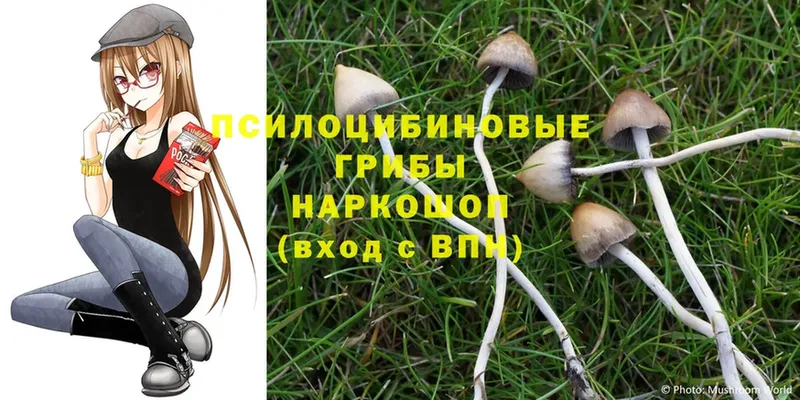 MEGA ТОР  Чистополь  Галлюциногенные грибы Magic Shrooms  где найти  